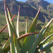 Our Aloe project is at the foot of the Drakenstein mountains outside Paarl thumbnail
