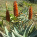 A young Aloe Ferox in flower thumbnail
