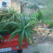 Tree Aloes on the move thumbnail